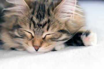 Brown tabby kitten sleeping on white blanket. Close up of purebred Siberian Forest Cat with long whiskers and ear hair.  Fluffy kitty napping on white blanket.