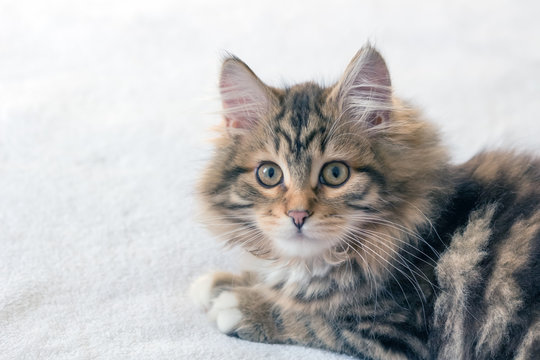 Surprised cute kitten on white background with big wide eyes, long whiskers & white paws. Adorable brown striped Siberian Forest Cat are thought to cause fewer allergies 