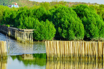 Wave protection fence made from dry bamboos at mangrove forest in the sea to avoid coast erosion