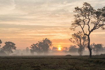 Fototapeta na wymiar Morning sunshine a tree in farm and fog