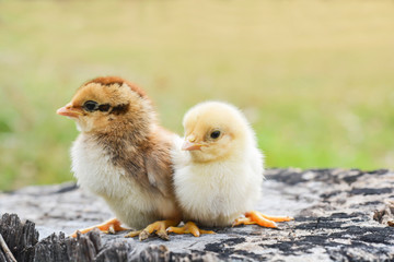Chicks with warm sunshine in winter