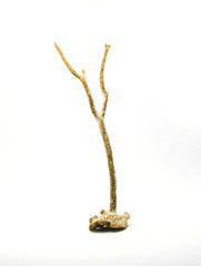 Dry natural coral on white background