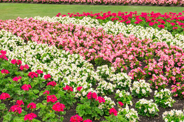 flowerbed with pink and white geranium plans and was begonias