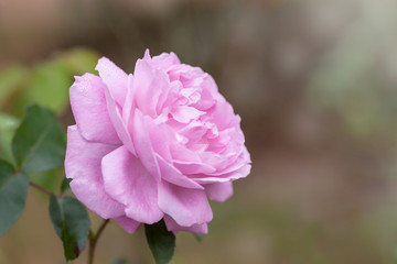 Obraz premium Beautiful pink rose flower close up
