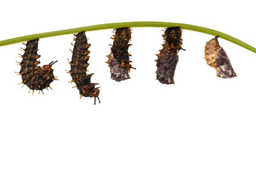 Isolated transformation from caterpillar to chrysalis of great eggfly butterfly ( Hypolimnas bolina Linnaeus ) on white