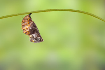Chrysalis of great eggfly butterfly ( Hypolimnas bolina Linnaeus ) on leaf
