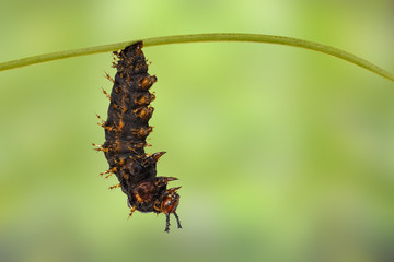 Mature caterpillar of great eggfly butterfly ( Hypolimnas bolina Linnaeus ) on leaf