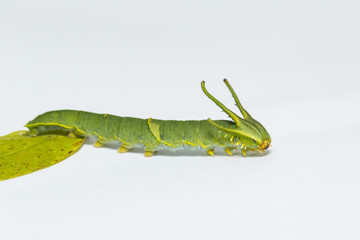 Caterpillar of common nawab butterfly ( Polyura athamas )  walking on white floor
