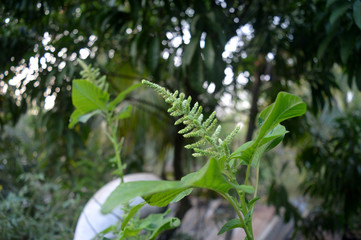 Cheera flower