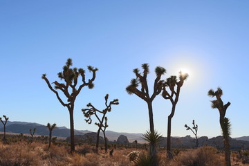 Obraz premium cactus national park