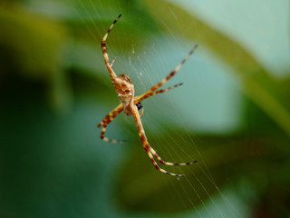 Araña