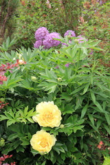 Yellow peonies on the flower bed