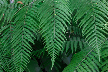 Green fern tree in the in a big forest

