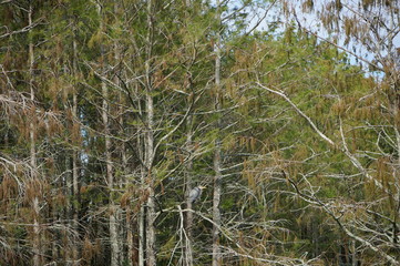 Fototapeta premium Great Blue Heron in swamp
