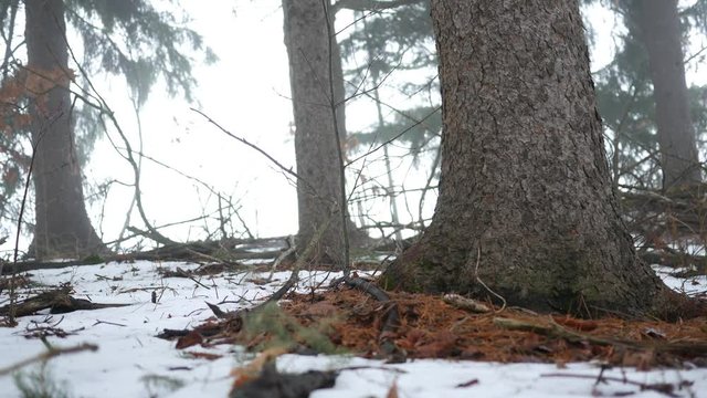 Camera slides along the ground of a Conifer Forest in Pennsylvania in winter V3