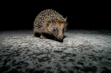 West European Hedgehog © underworld