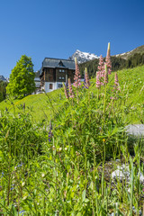 Frühling in den Alpen