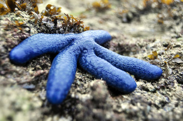 Linckia laevigata (Линкия морская звезда)