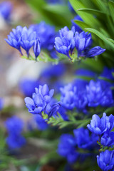 Flowers field. Nature spring, summer background with blooming flowers. Rural landscape with multi colored wild flowers