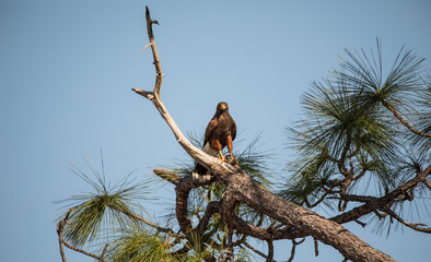 Harris's hawk is perched and looking at you