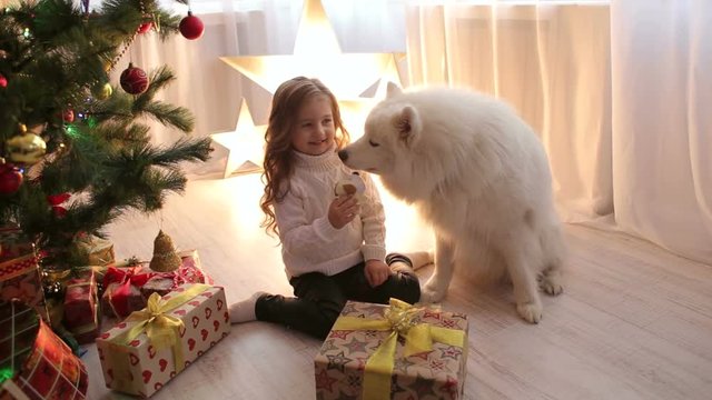 Cute little girl playing with her dog in a warm cozy Christmas room at home. Portrait of a little girl in a white sweater with a dog at home near the Christmas tree.
