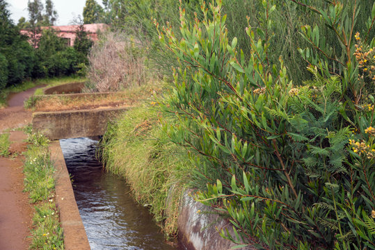 Bridge over a Levada. Leavdas are irrigation channels specific to the island of Madeira. Focus on the bushes on the right side.
