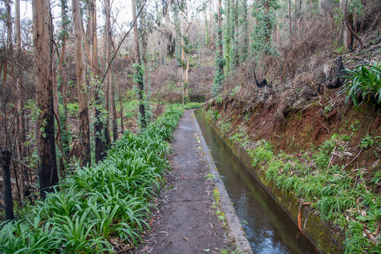 Levada, trails and surrounding eucalyptus trees. Leavdas are irrigation channels specific to the island of Madeira.