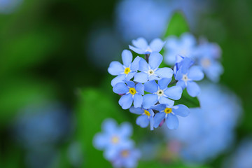 forget-me-not flowers on a  green blurred background. blue spring flowers on a green cold background
