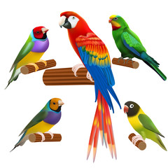 Fototapeta premium A colorful vector Icons : Parrots and Birds isolated on white