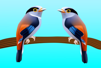 Colorful Broadbill bird, Silver-breasted Broadbill Serilophus lunatus