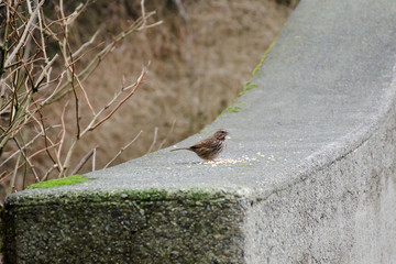 Song sparrow feeding on seeds on concrete wall