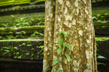 Beng Mealea