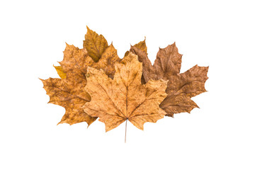 Colorful Autumn Leaves