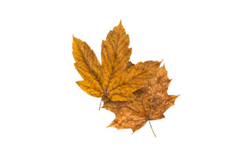 Colorful Autumn Leaves