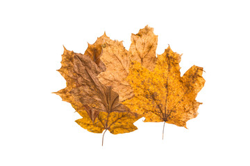 Colorful Autumn Leaves