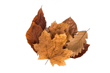 Colorful Autumn Leaves