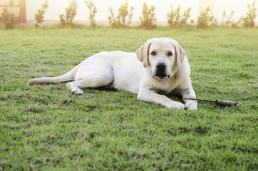 Yellow labrador retriever on green grass lawn