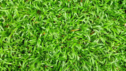 Green grass texture nature background. Can used wallpaper.