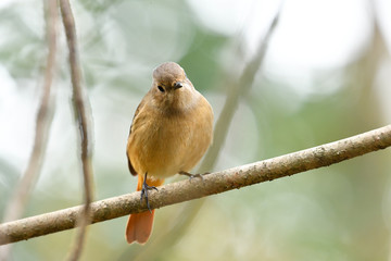 ジョウビタキ　メス