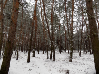 Beautiful winter landscape. Abstract pine forest background