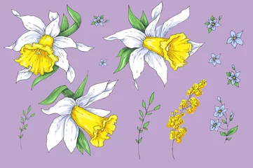 Rolgordijnen Set of different flowers of Narcissus. Hand drawn sketch. © Yuliya
