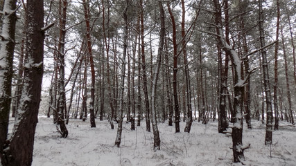 Beautiful winter landscape. Abstract pine forest background