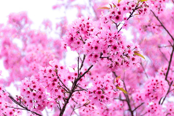 Beautiful of pink cherry flowers Pink Sakura Thailand Loei Province Phu Lom