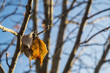 Orange winter leaf on a forest landscape in winter season