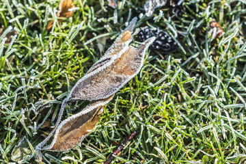 Frozen dead winter leaf with some ice on a green grass park background