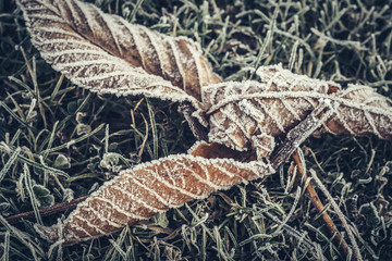 Fototapeta premium Frozen dead winter leaf with some ice on a green grass park background