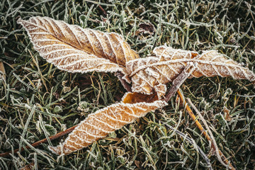Frozen dead winter leaf with some ice on a green grass park background