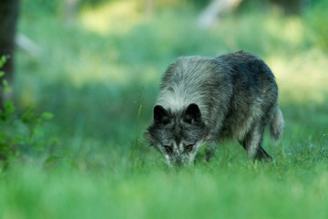 Black Wolf Animal