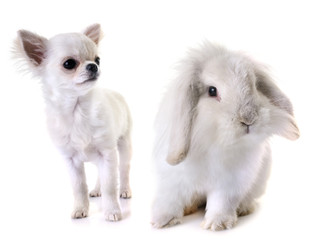 puppy chihuahua and rabbit