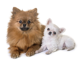 puppy chihuahua and pomeranian